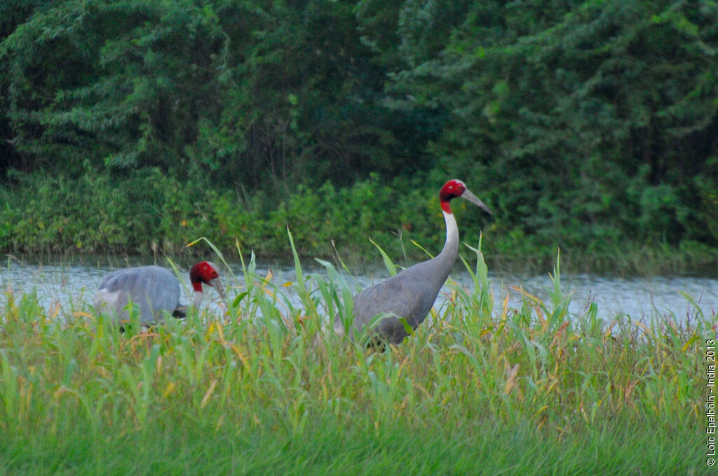 Sarus Crane