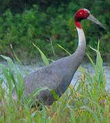 Sarus Crane