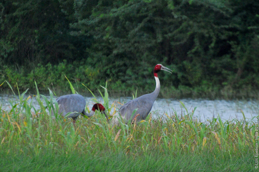 Sarus Crane