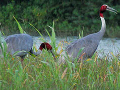 Sarus Crane