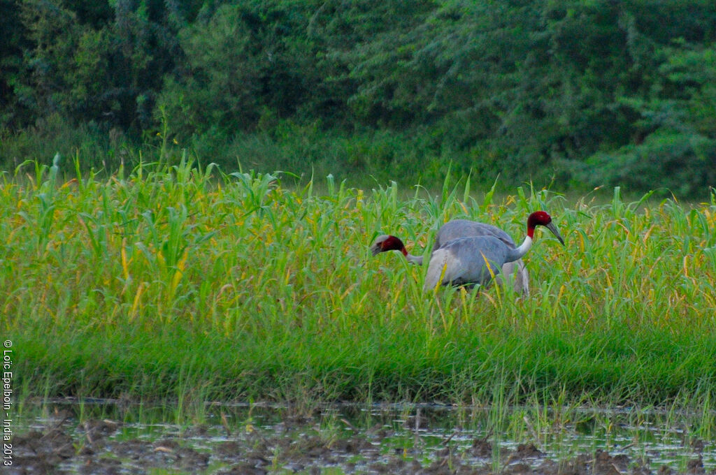 Sarus Crane