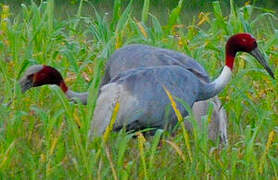 Sarus Crane