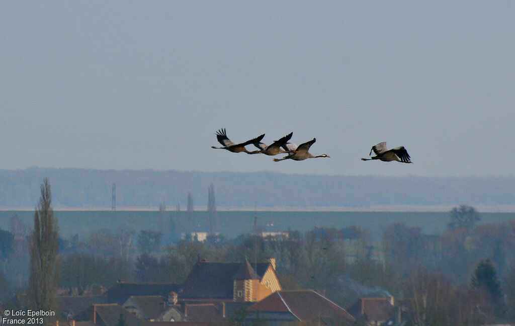 Common Crane