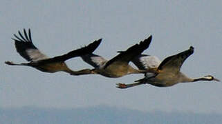 Common Crane