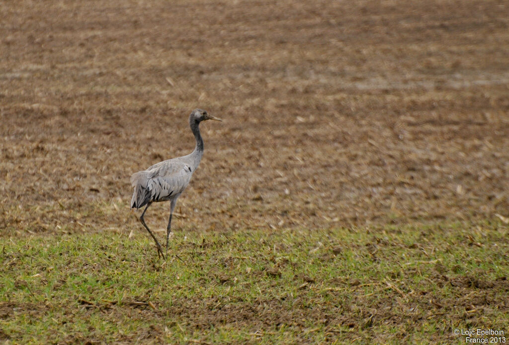 Common Crane