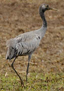 Common Crane