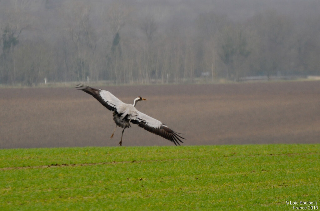 Grue cendrée