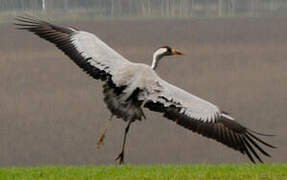 Common Crane