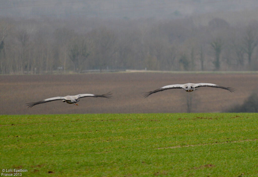 Common Crane