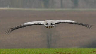 Common Crane