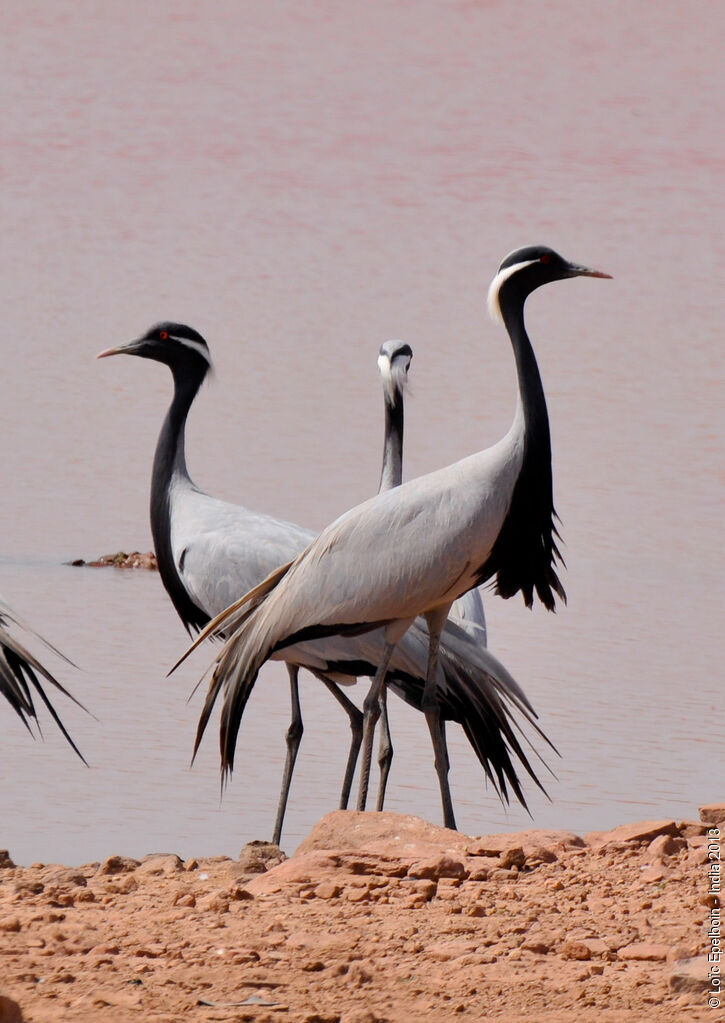 Demoiselle Crane