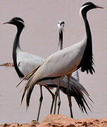 Demoiselle Crane