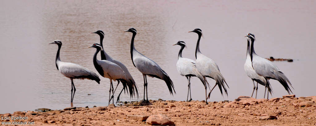 Demoiselle Crane, habitat, pigmentation