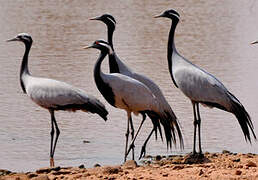 Demoiselle Crane