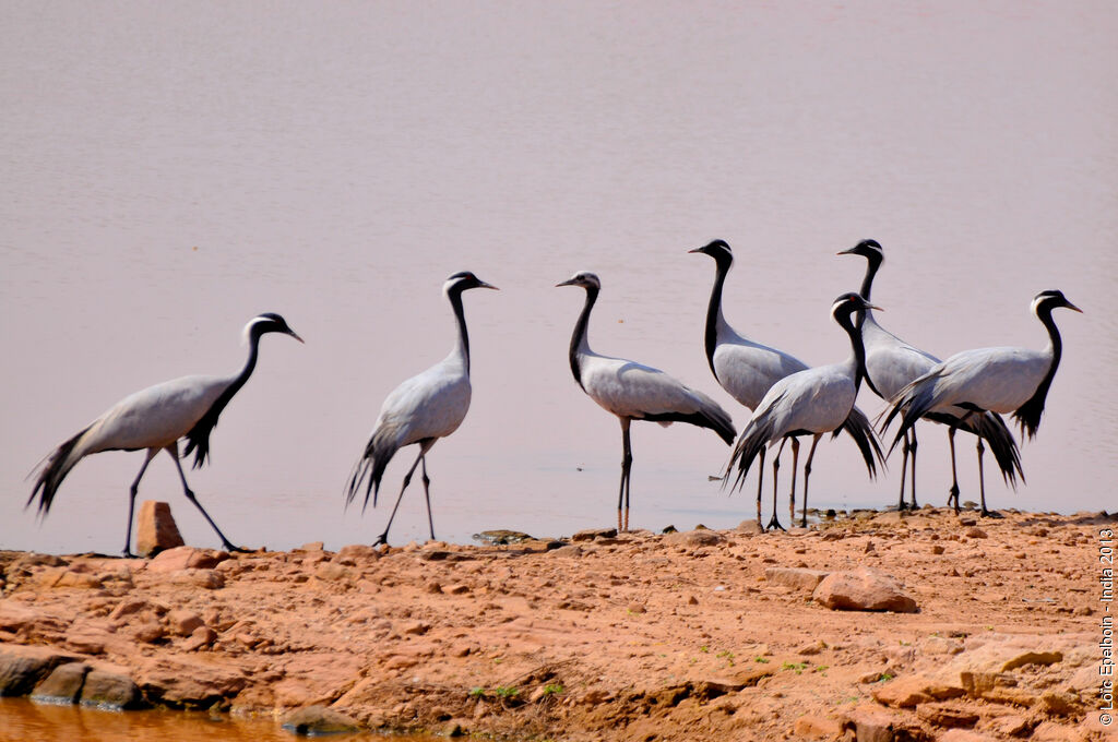 Demoiselle Crane