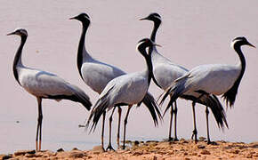 Demoiselle Crane