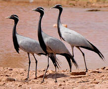 Demoiselle Crane