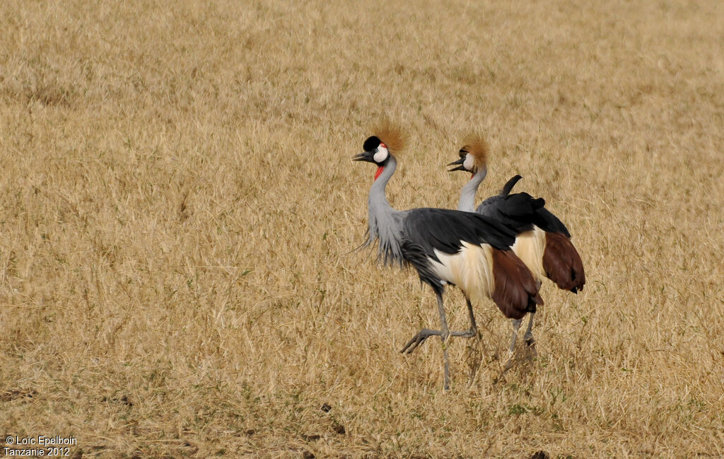 Grey Crowned Crane