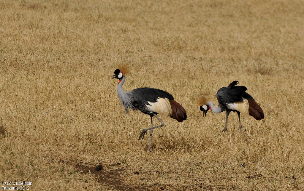 Grey Crowned Crane