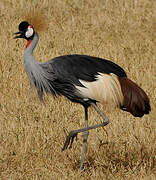 Grey Crowned Crane