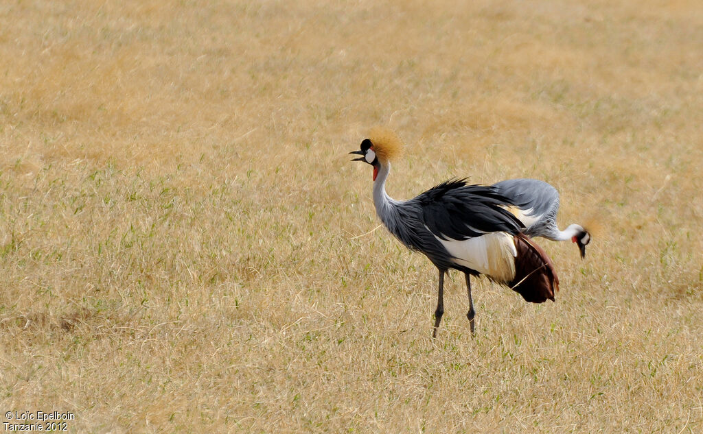 Grey Crowned Crane