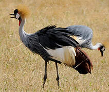 Grey Crowned Crane