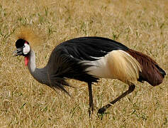 Grey Crowned Crane