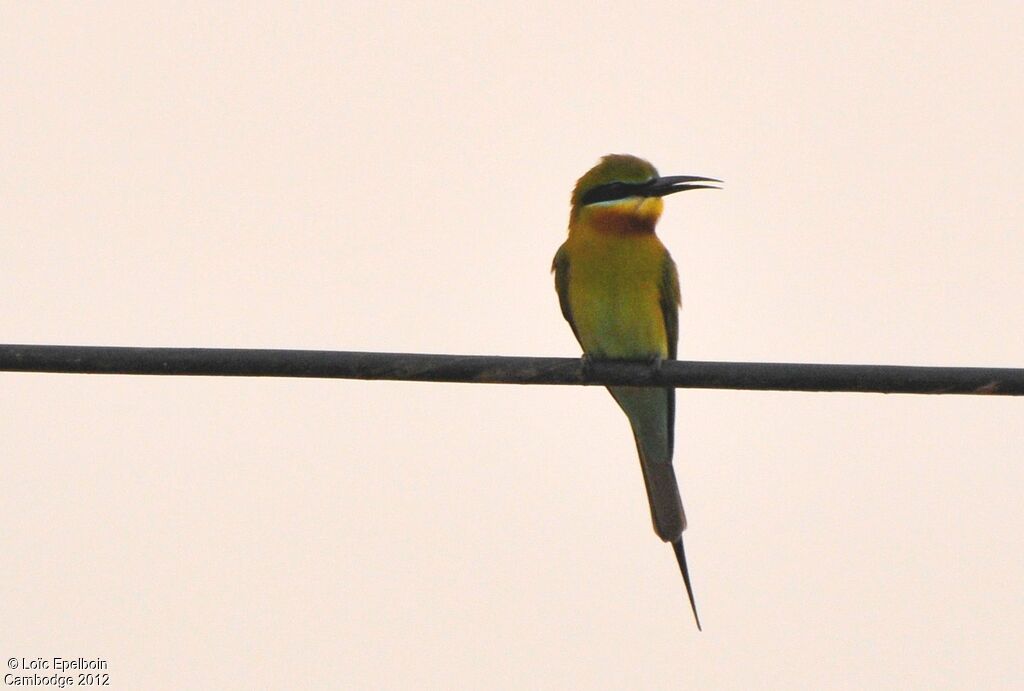 Blue-tailed Bee-eater