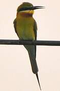 Blue-tailed Bee-eater