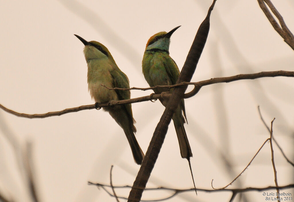 Green Bee-eater