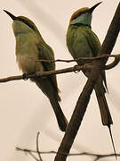 Green Bee-eater