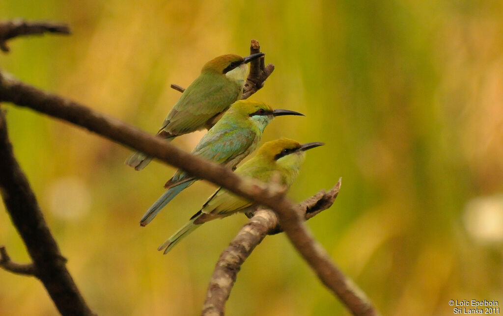 Asian Green Bee-eater