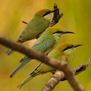 Green Bee-eater