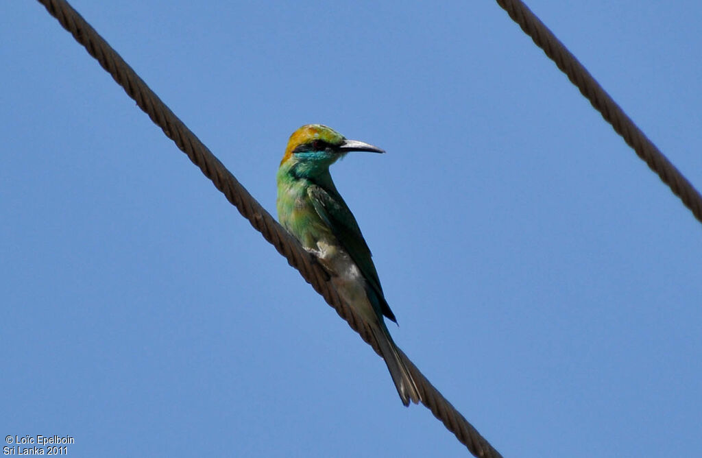 Green Bee-eater