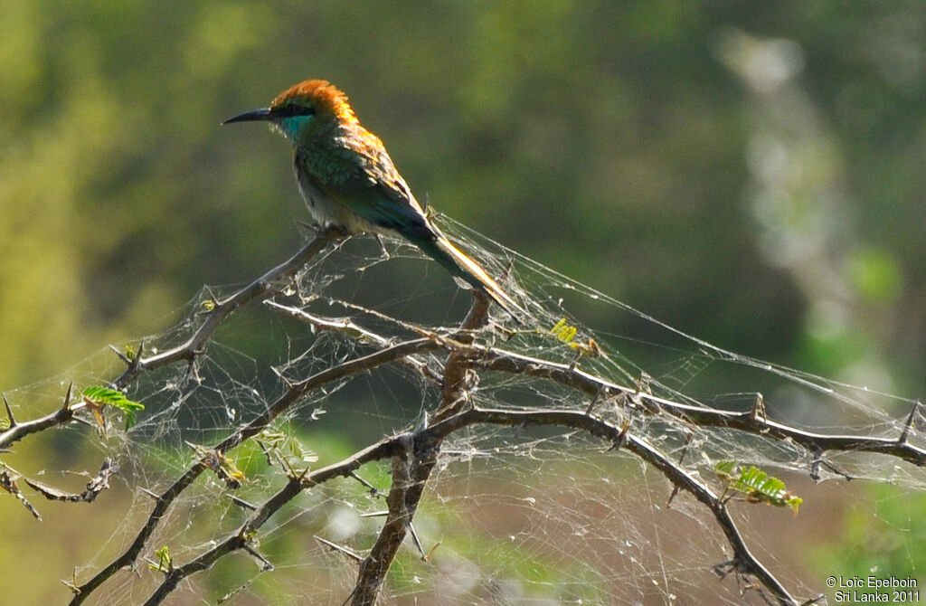 Green Bee-eater