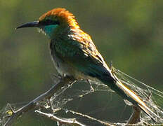 Green Bee-eater