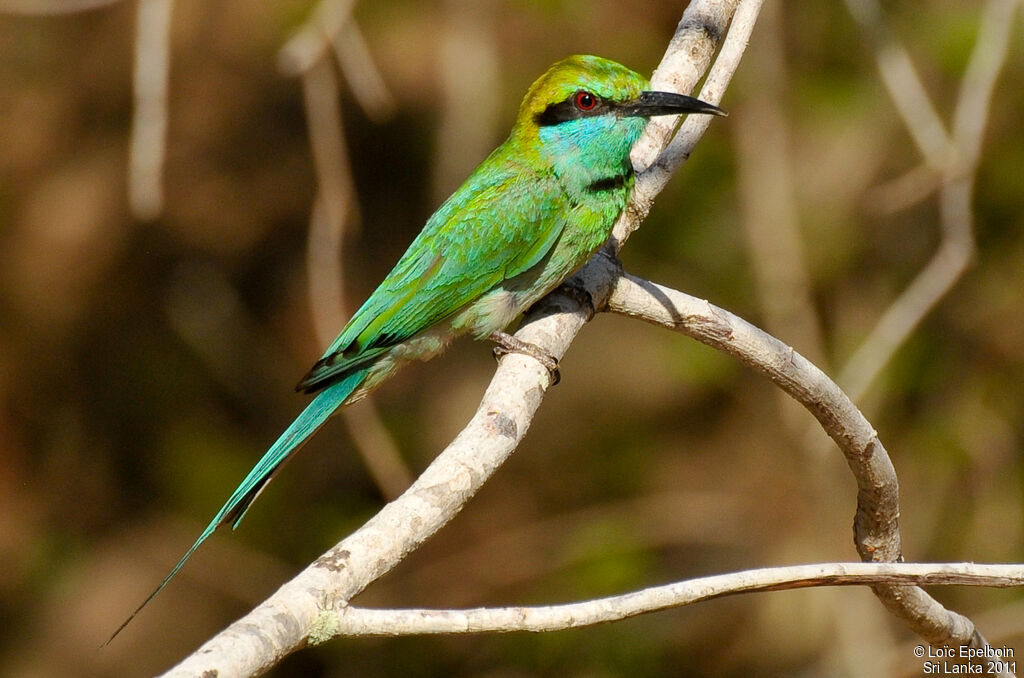 Asian Green Bee-eater