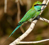 Asian Green Bee-eater