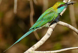 Asian Green Bee-eater