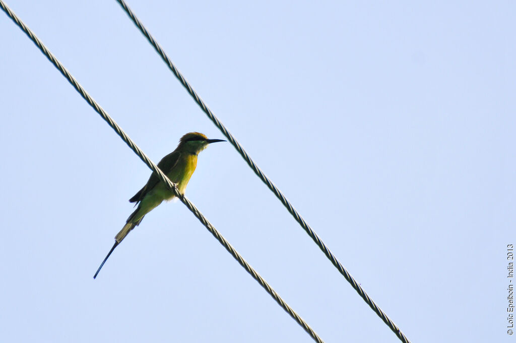 Green Bee-eater