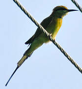 Green Bee-eater