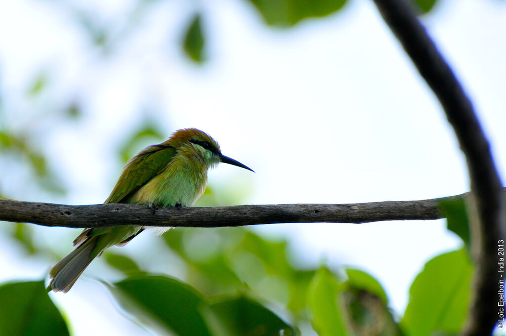 Green Bee-eater