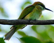 Green Bee-eater