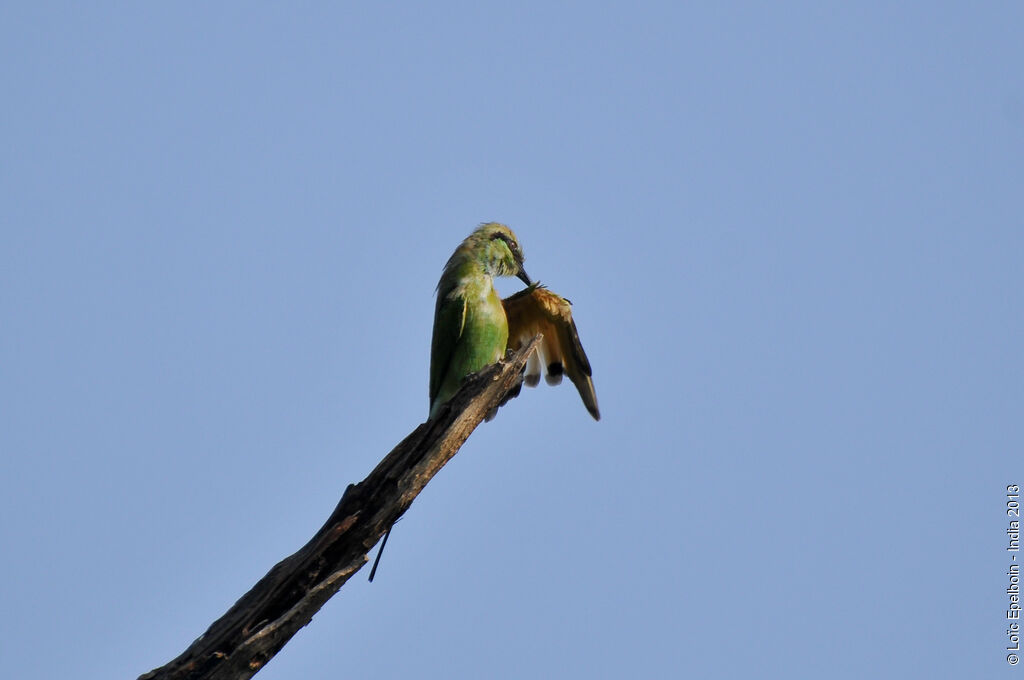 Green Bee-eater