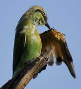 Green Bee-eater