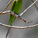 Guêpier de Madagascar