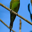 Guêpier de Madagascar