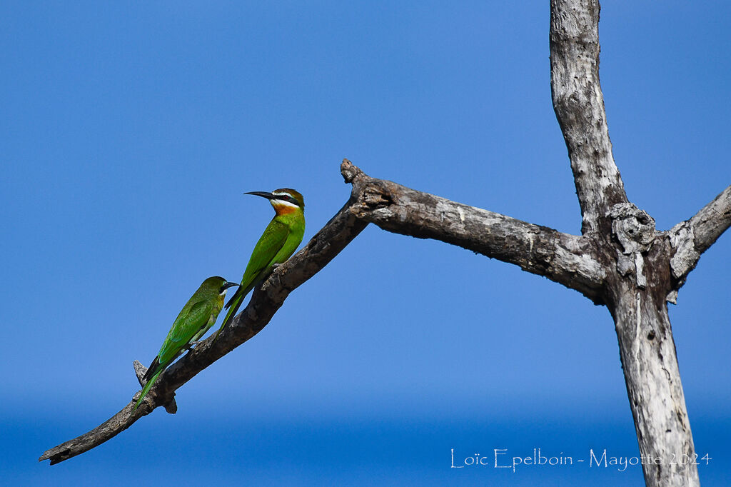 Guêpier de Madagascar