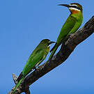 Guêpier de Madagascar