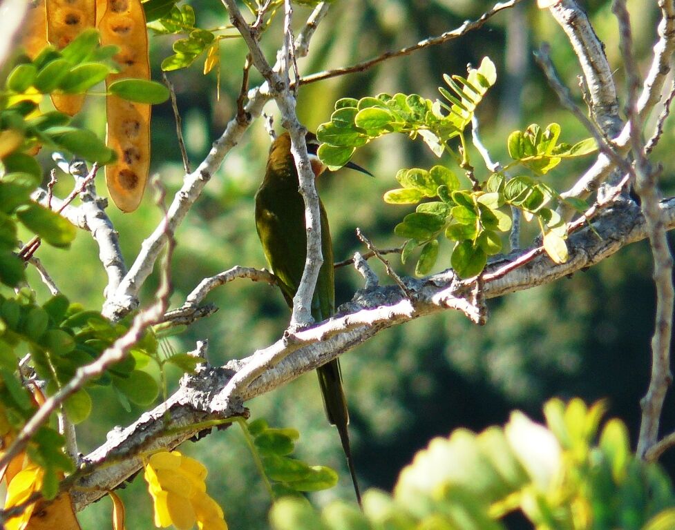 Olive Bee-eater